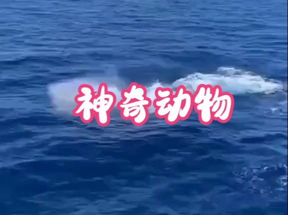 一起看看海底世界 神奇动物,海洋生物哔哩哔哩bilibili