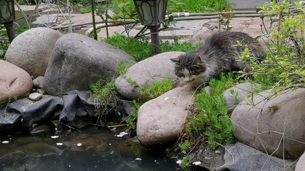 盯着池塘里边的鱼的猫