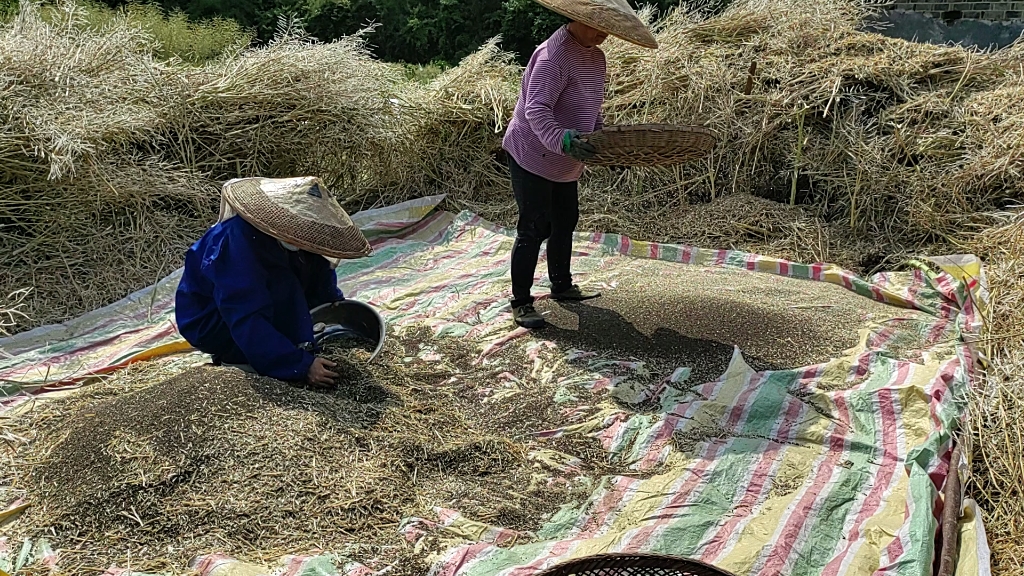 继续打油菜,纯手工脱粒,太不容易啦!