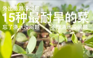 Download Video: 15种最耐旱的蔬菜｜忘了浇水没问题｜外出旅游没问题｜不想浇水没问题