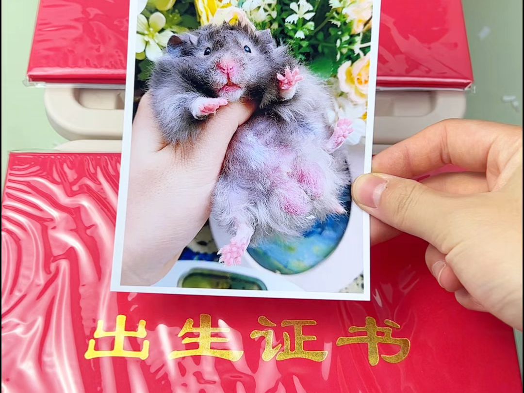 什么?!2w一只的天价小熊?!快看看长什么样!哔哩哔哩bilibili