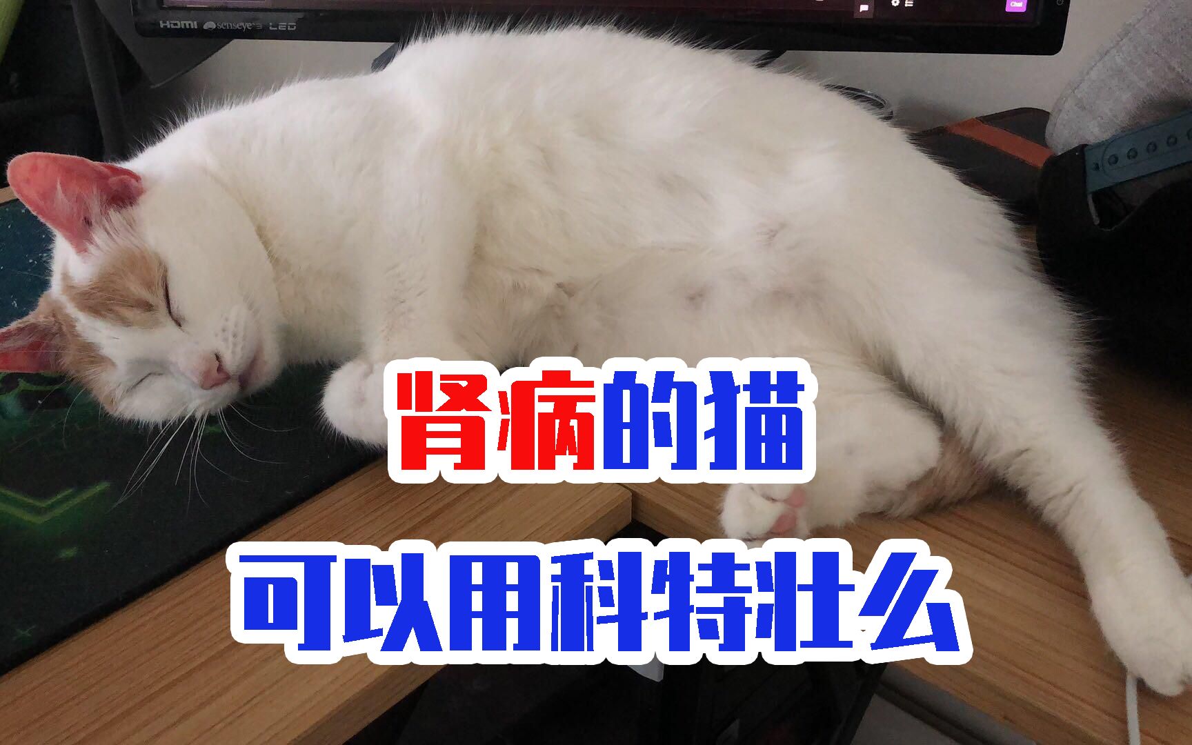 肾病的猫可以用科特壮么哔哩哔哩bilibili