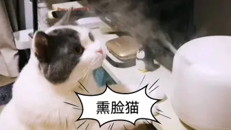 小猫猫和加湿器的爱恨纠葛_哔哩哔哩_bilibili