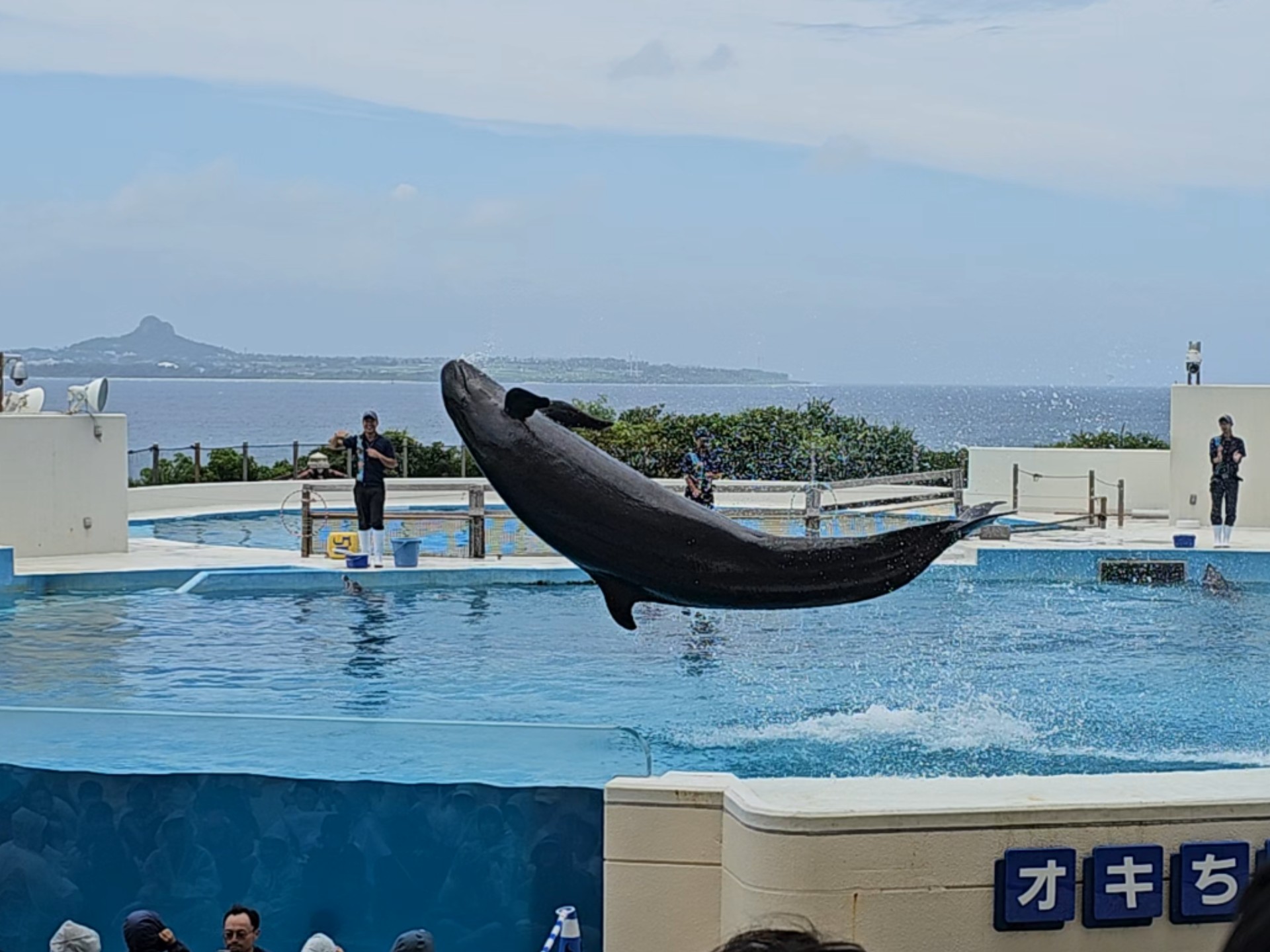 冲绳美丽海水族馆海豚表演