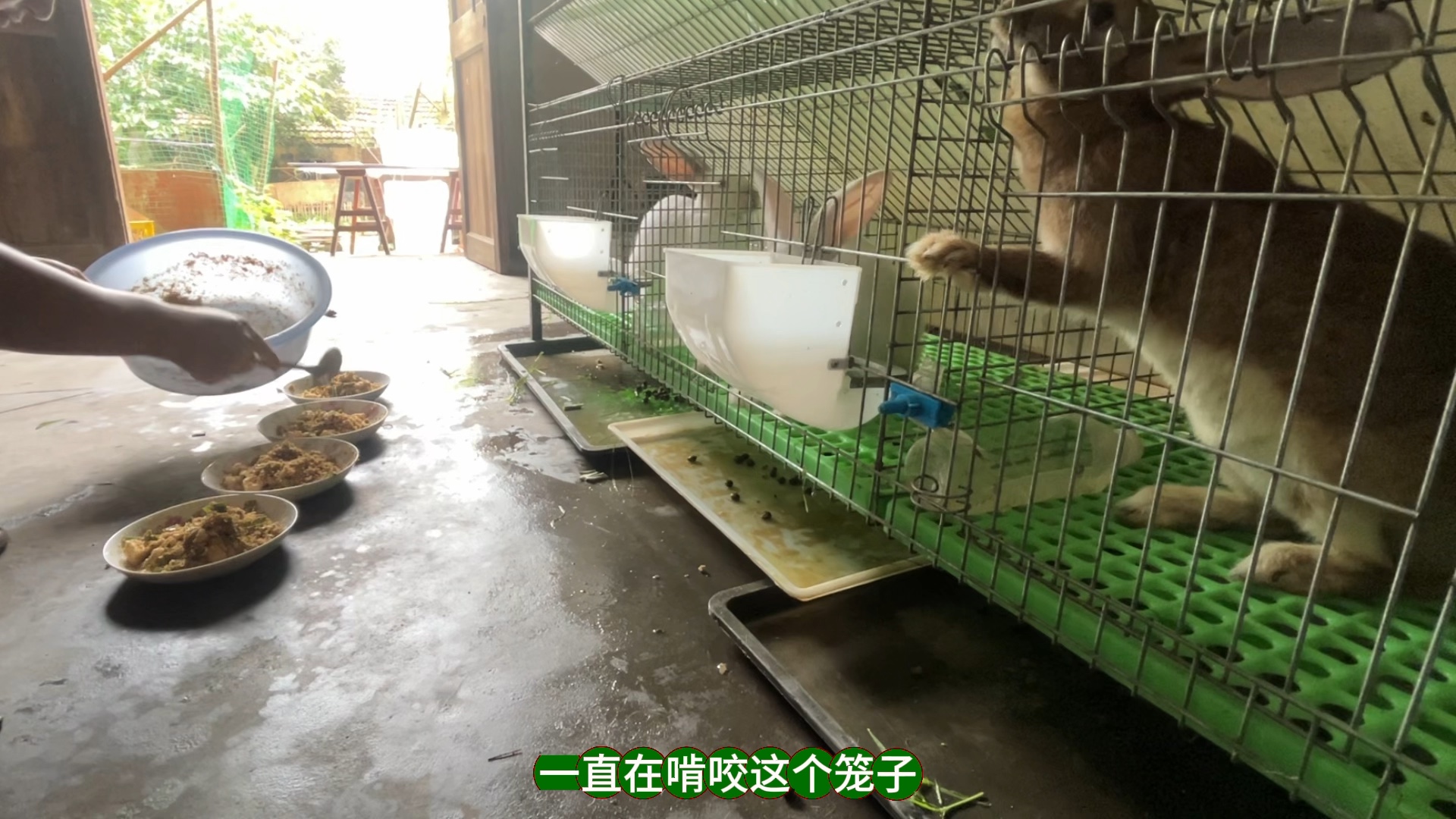 暴躁兔逃出笼子怎么办