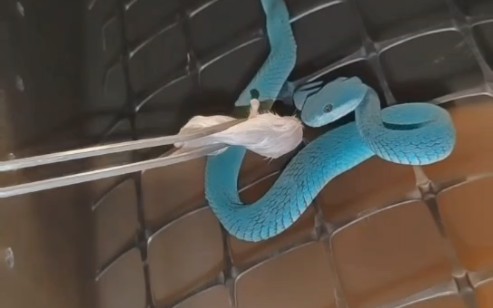 蓝色海岛竹叶青