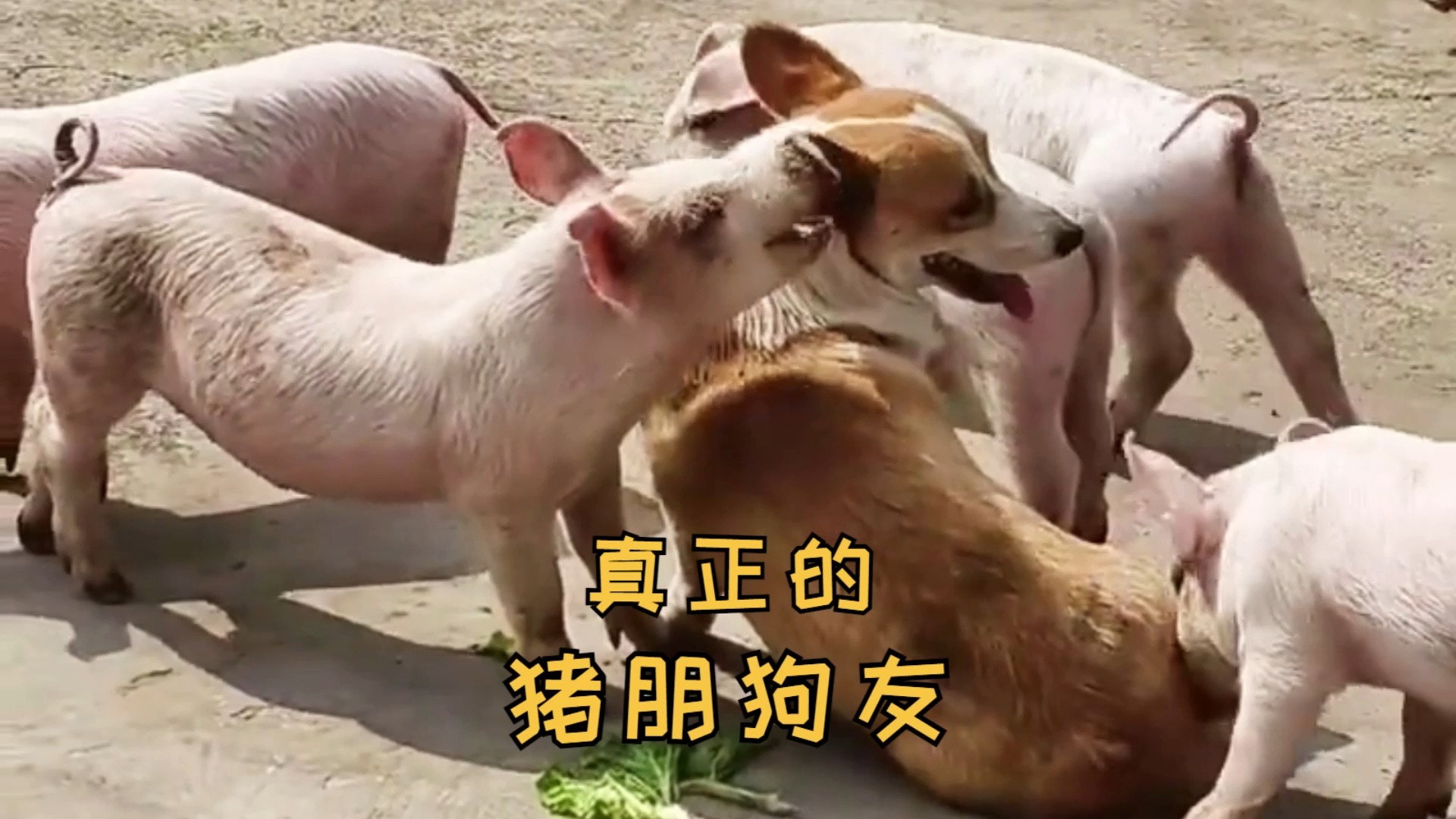 猪和狗的生肖运势如何(十二生肖猪与狗合不合)
