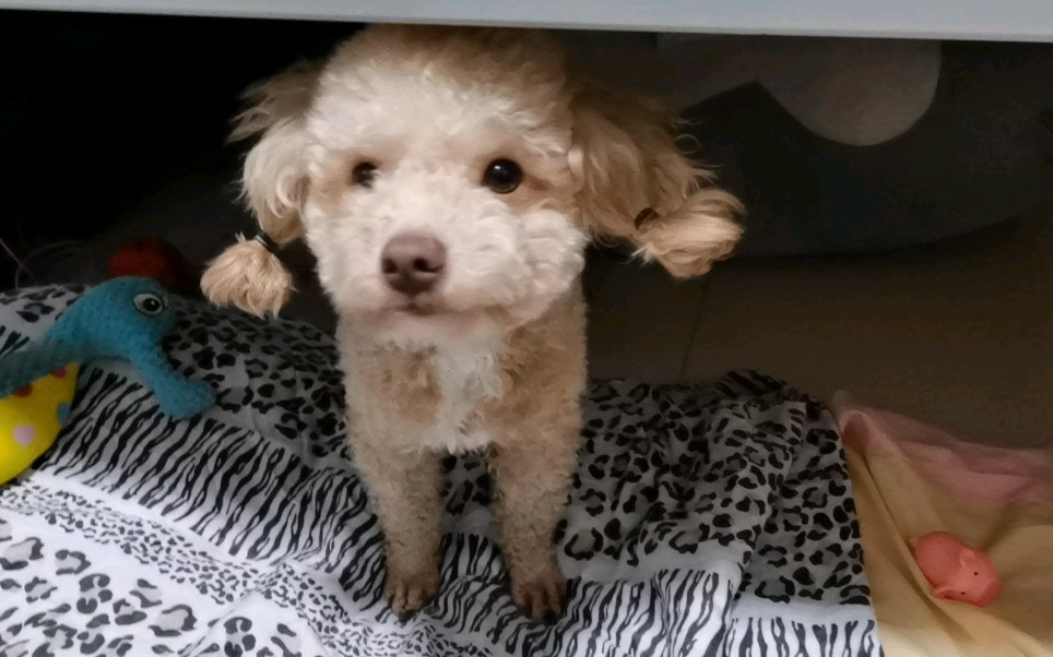 【泰迪宝宝扎小辫子,狂奔中的男子】