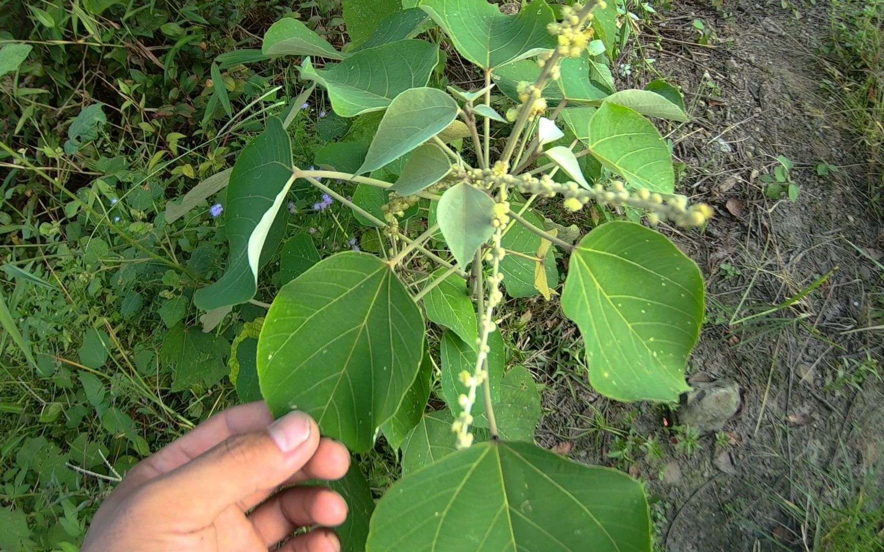 农村这种植物白背叶,根与叶子有不同功能,你知道是什么东西吗?哔哩哔哩bilibili