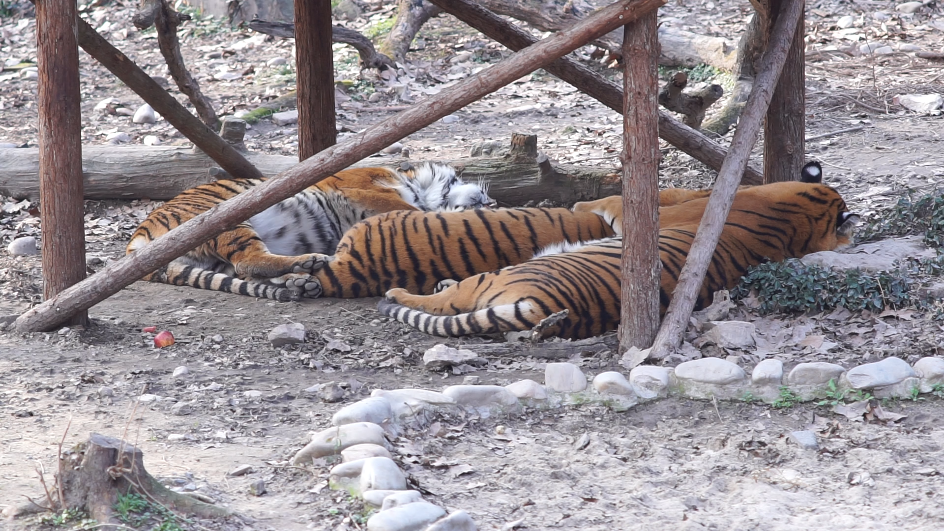 【上海动物园】躺着不动的东北虎.2021.02.14