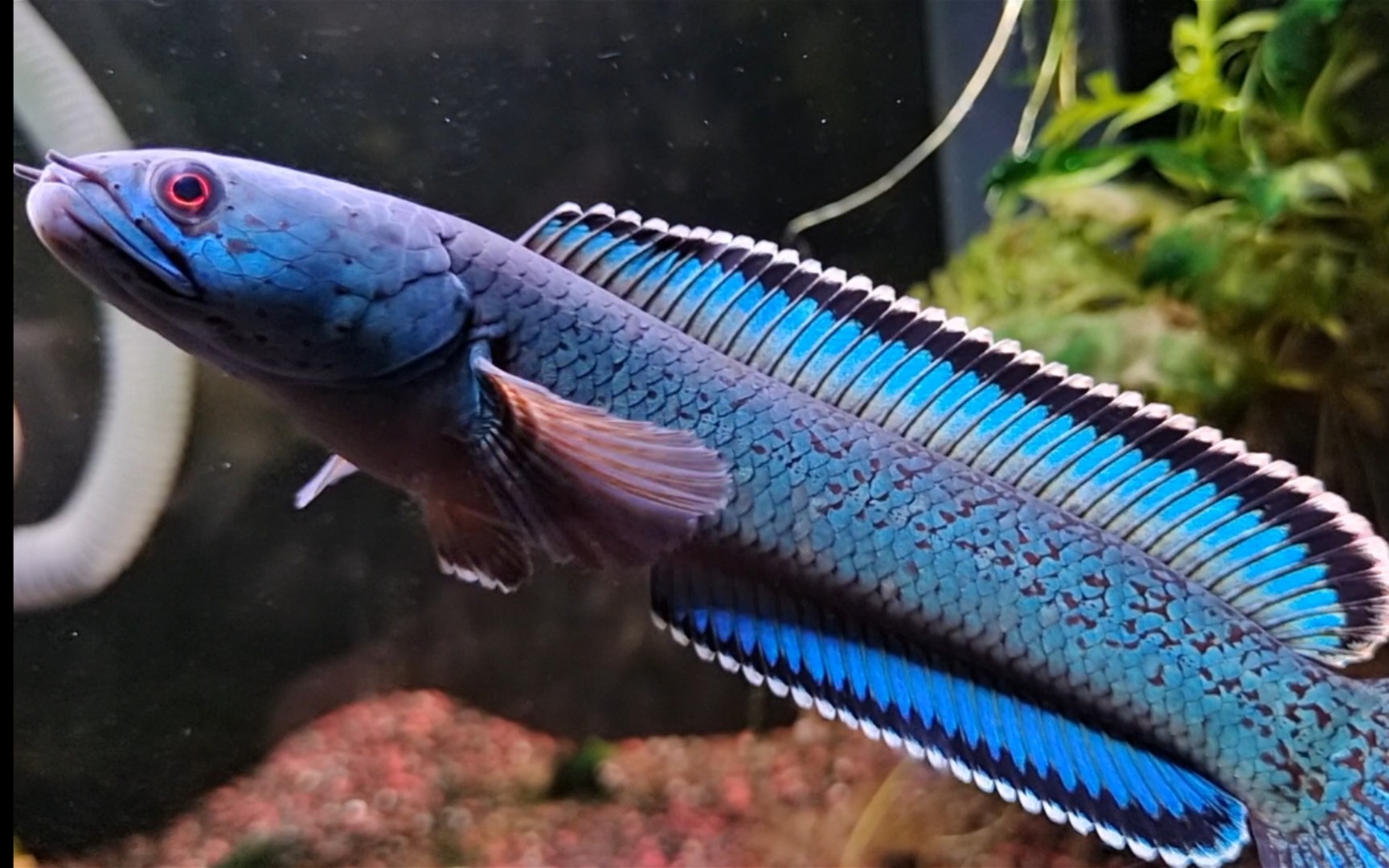 雷 龙 日 常 喂 食