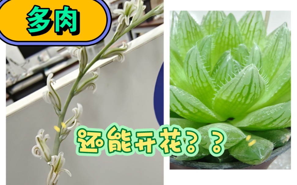 多肉类玉露开花,罕见!哔哩哔哩bilibili