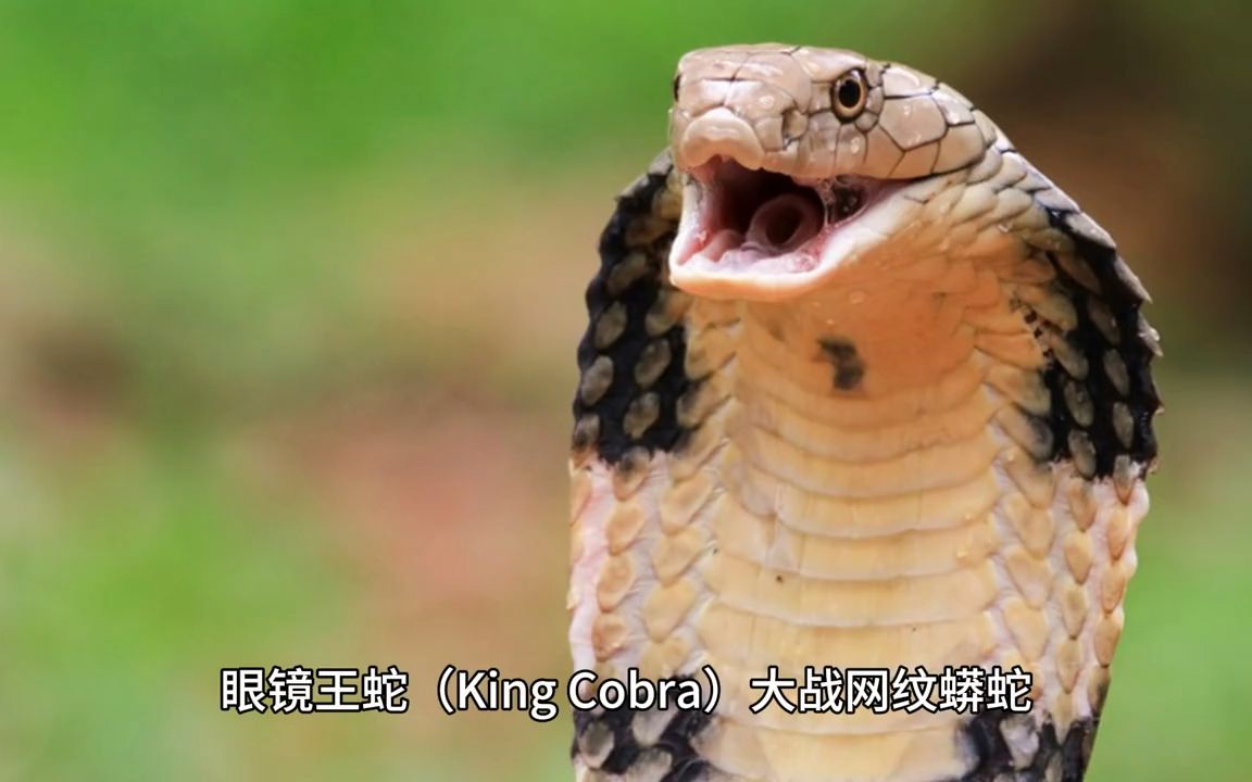 眼镜王蛇King Cobra大战网纹蟒蛇Reticulated Python谁输谁赢哔哩哔哩bilibili