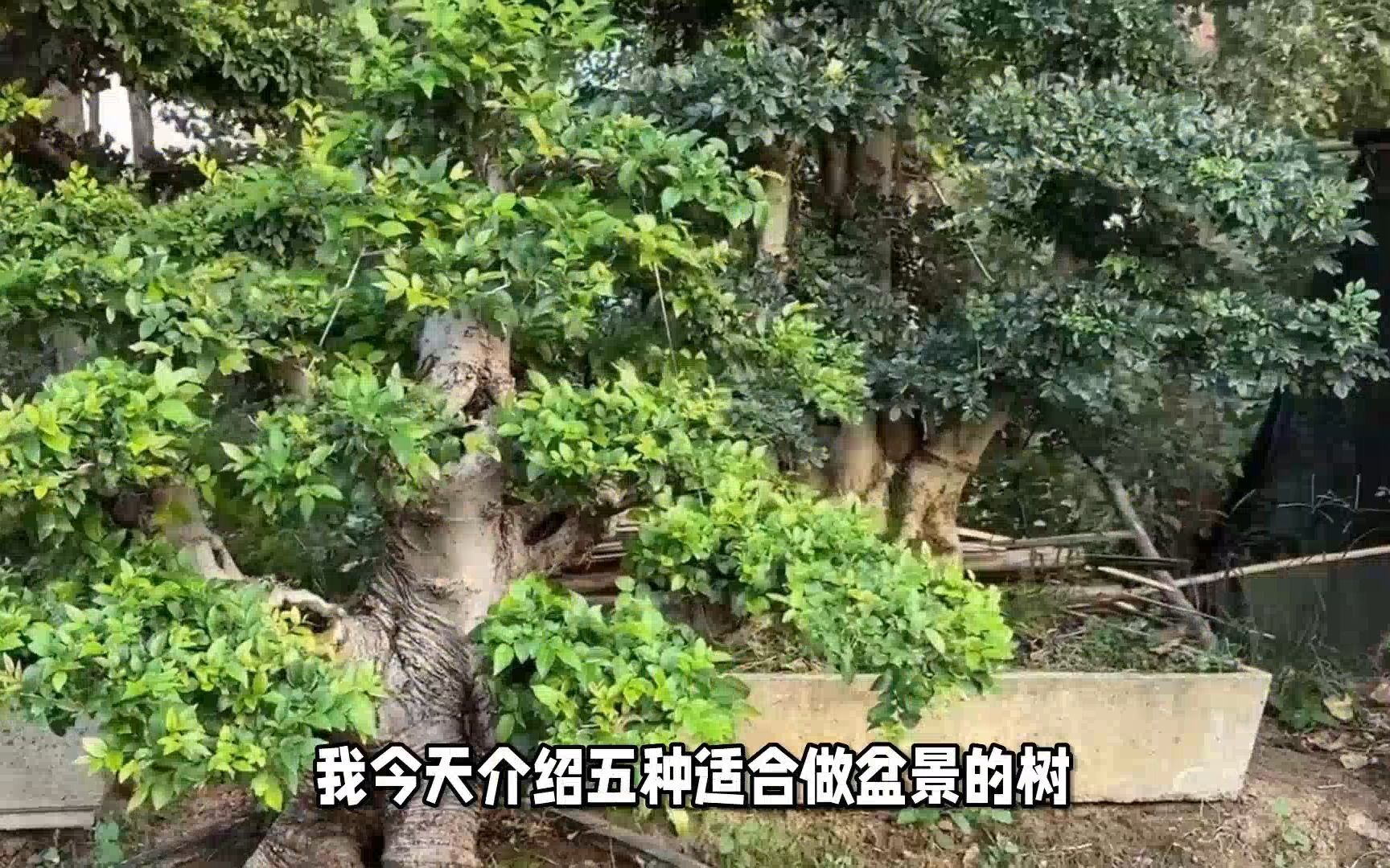 盆景入门须知:天生好养的五种盆景植物,梅花,黄杨,金雀树,日本枫树,榕树哔哩哔哩bilibili