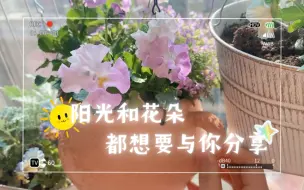 Download Video: 狸花花的花园日记（十三）有的堇在爆花，有的堇稀稀拉拉