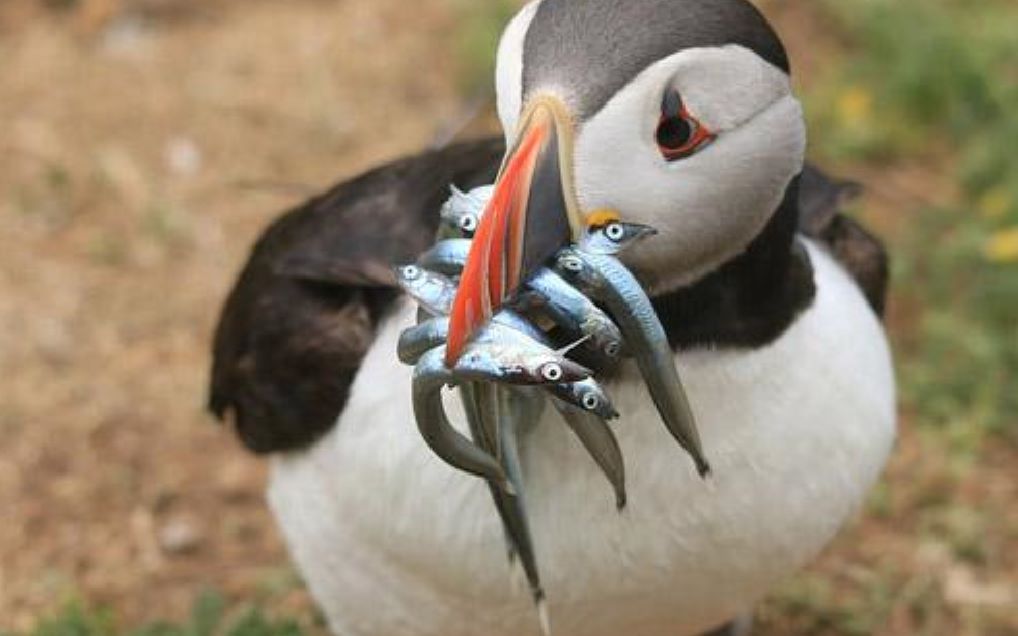 海鹦捕鱼是高手,嘴巴被鱼塞得满满的,是不是非常可爱?