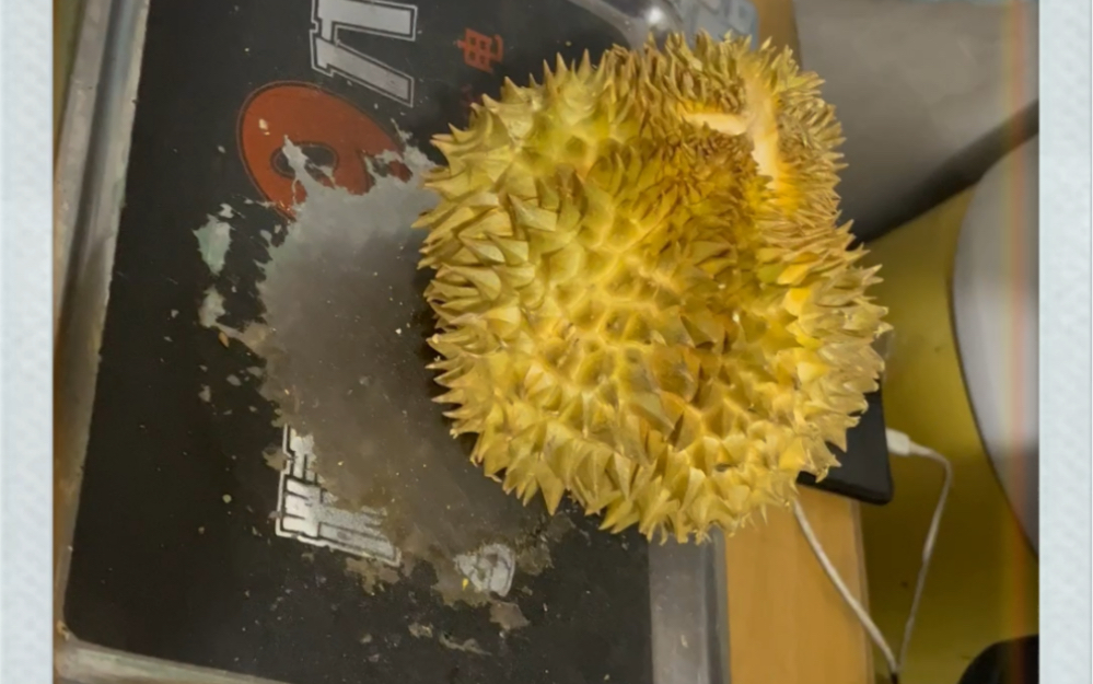 买一个2.3斤的巴掌小榴莲,报恩的耶