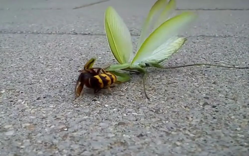 黄蜂大战螳螂,没几下就分出了胜负,镜头记录全过程_哔哩哔哩 (゜-゜)