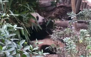 下载视频: 花花今天一熊上班，还是这么乖吃竹子，希望弟弟快些康复