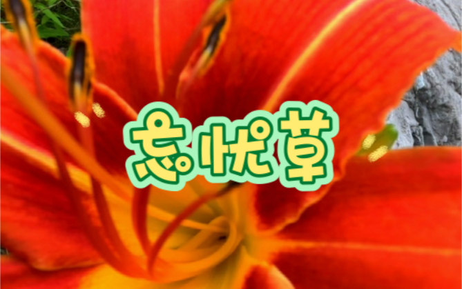 萱草,又叫忘忧草,黄花菜,金针菜,你家乡有吗?哔哩哔哩bilibili