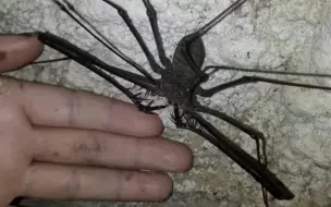 Скачать видео: 地球上居然有这么怪的生物，溶洞里的巨人异鞭蛛，比手掌还大像只爬墙的大螃蟹