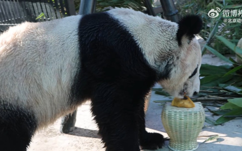 [图]喜讯:大熊猫丫丫吃上饺子了！（笑）