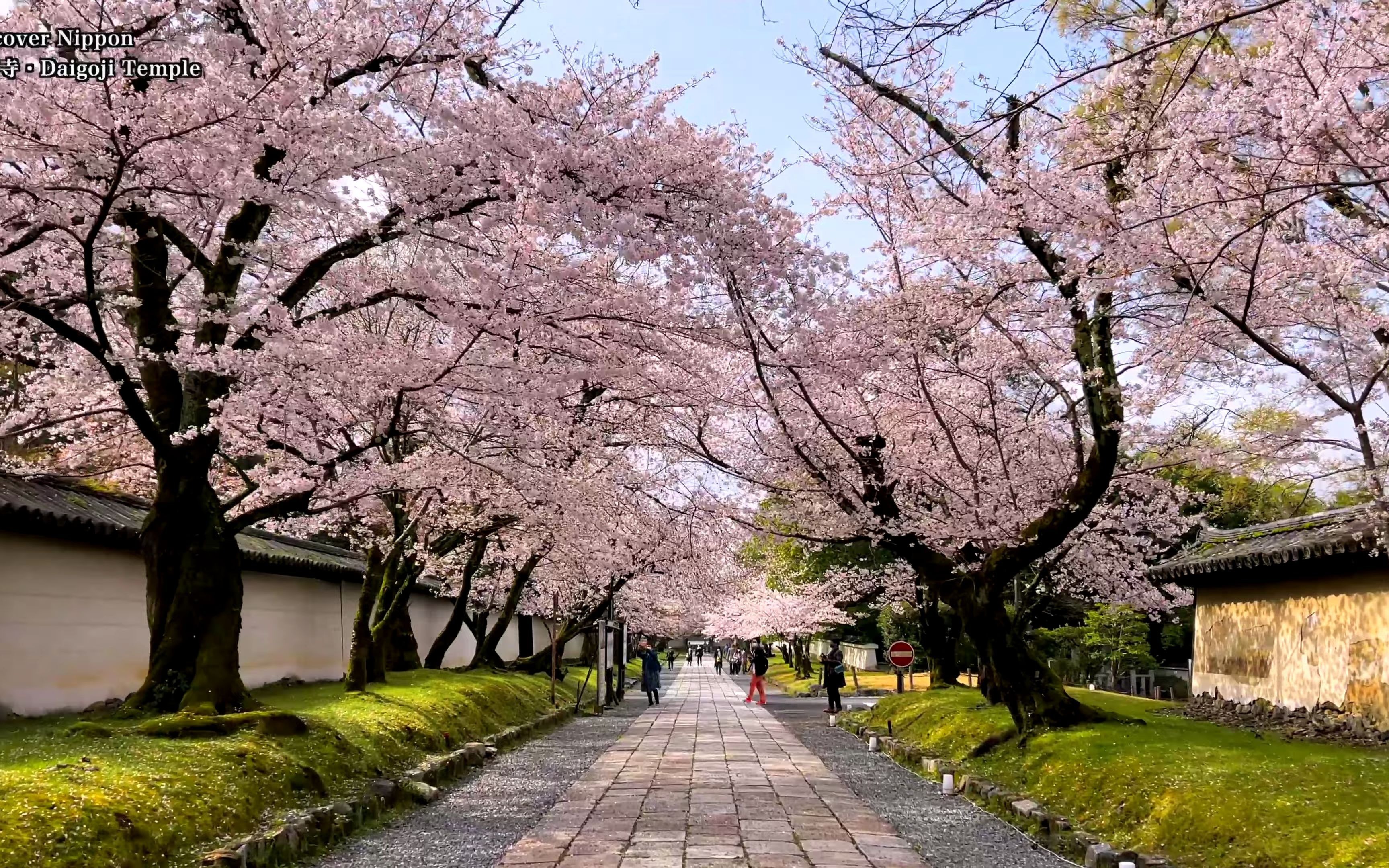 [4k] 2021 京都樱花盛开