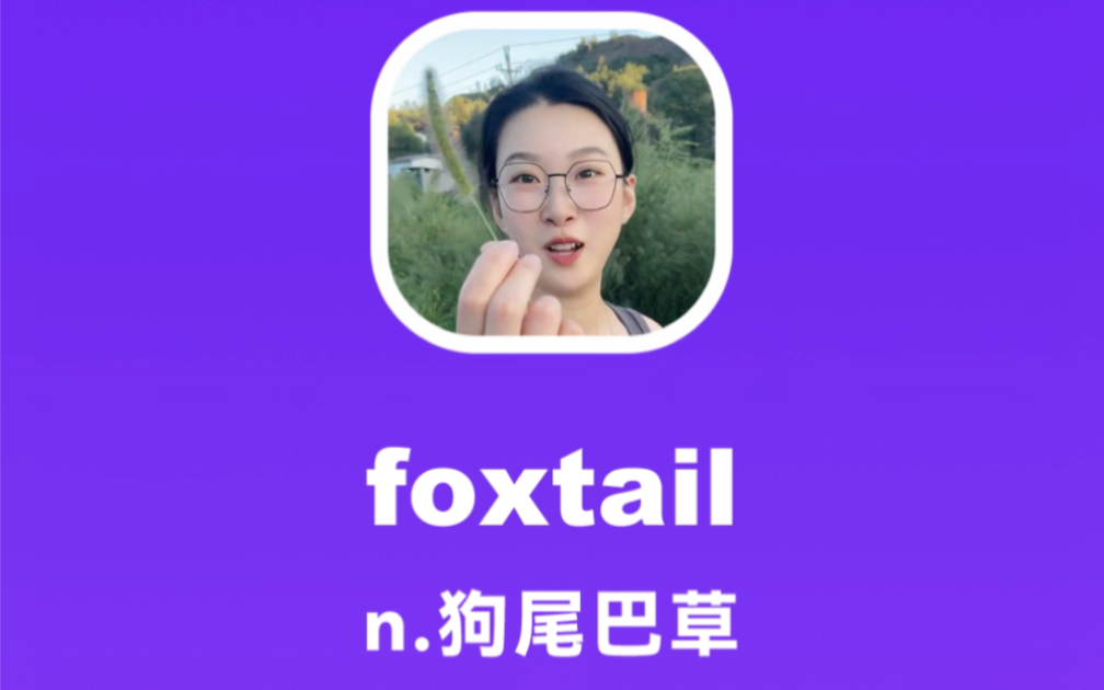 foxtail:狗尾巴草哔哩哔哩bilibili