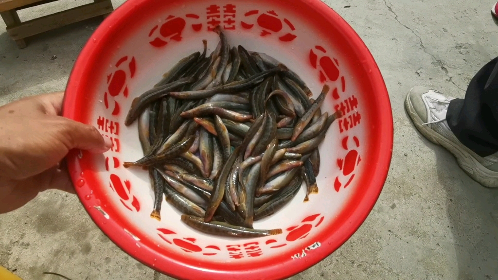 东北冷水河泥鳅