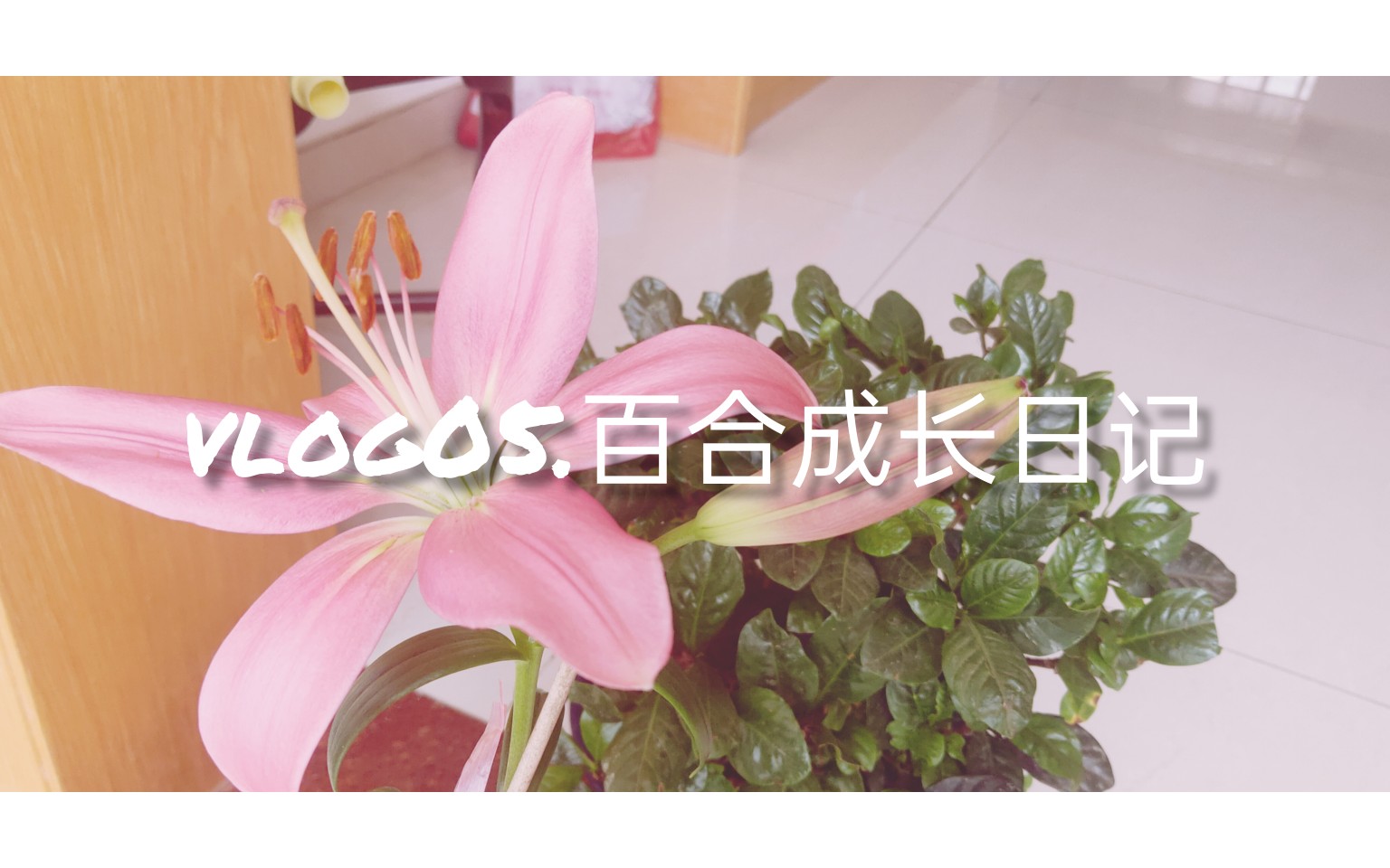 vlog.05百合的成长日记哔哩哔哩bilibili