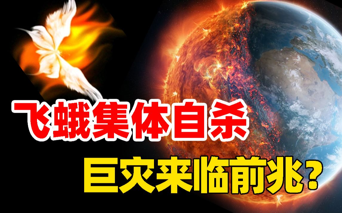 河南惊现上万飞蛾,和《地母经》预言周期一致,2022迎来巨变?哔哩哔哩bilibili