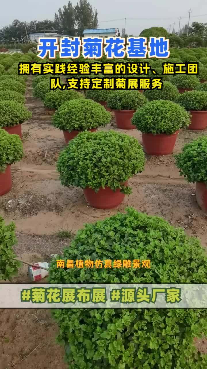 南昌植物仿真绿雕景观,广场植物绿雕,菊花造型,厂家专业设计,施工,一站式服务商,覆盖区域包括安徽的合肥,淮北,安庆,芜湖等地区,欢迎来电. ...