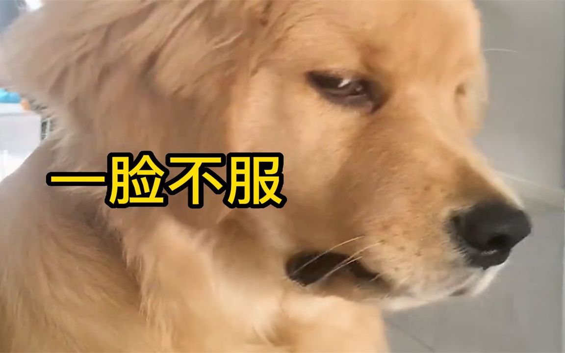 9斤的小狗,10斤的反骨!