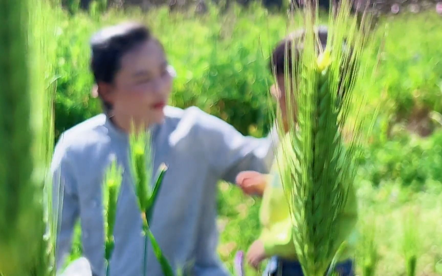 [图]摘花做酒，取花为食！三月桃花酿，春风醉客人！