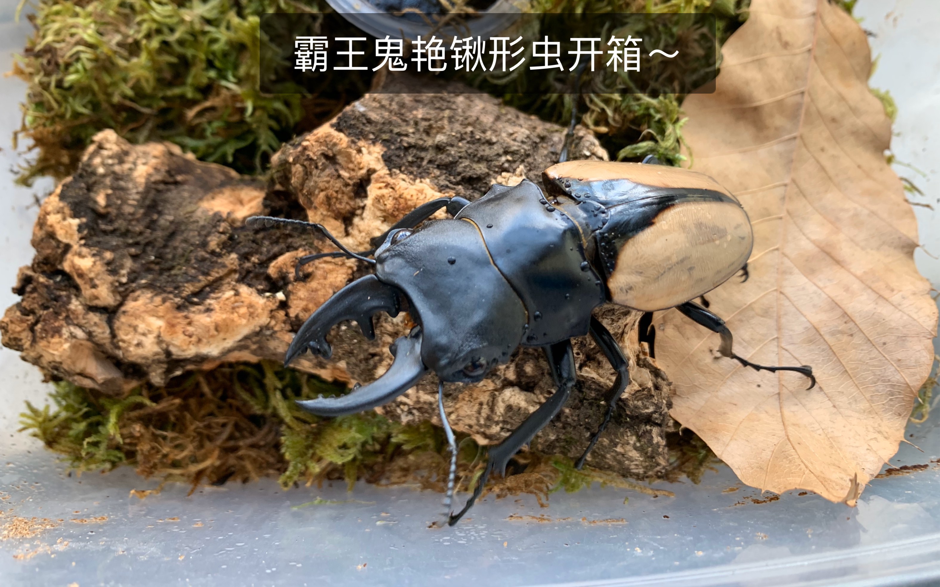 霸王鬼艳锹形虫开箱
