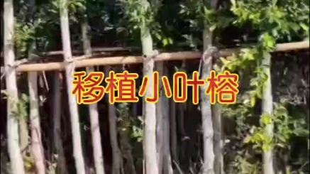 细叶榕哪里有?福建漳州绿化工程苗小叶榕移植袋苗基地批发价格,供应米径胸径2345810公分起,又称红皮榕无柄小叶榕,远销四川重庆云南温州赣州...