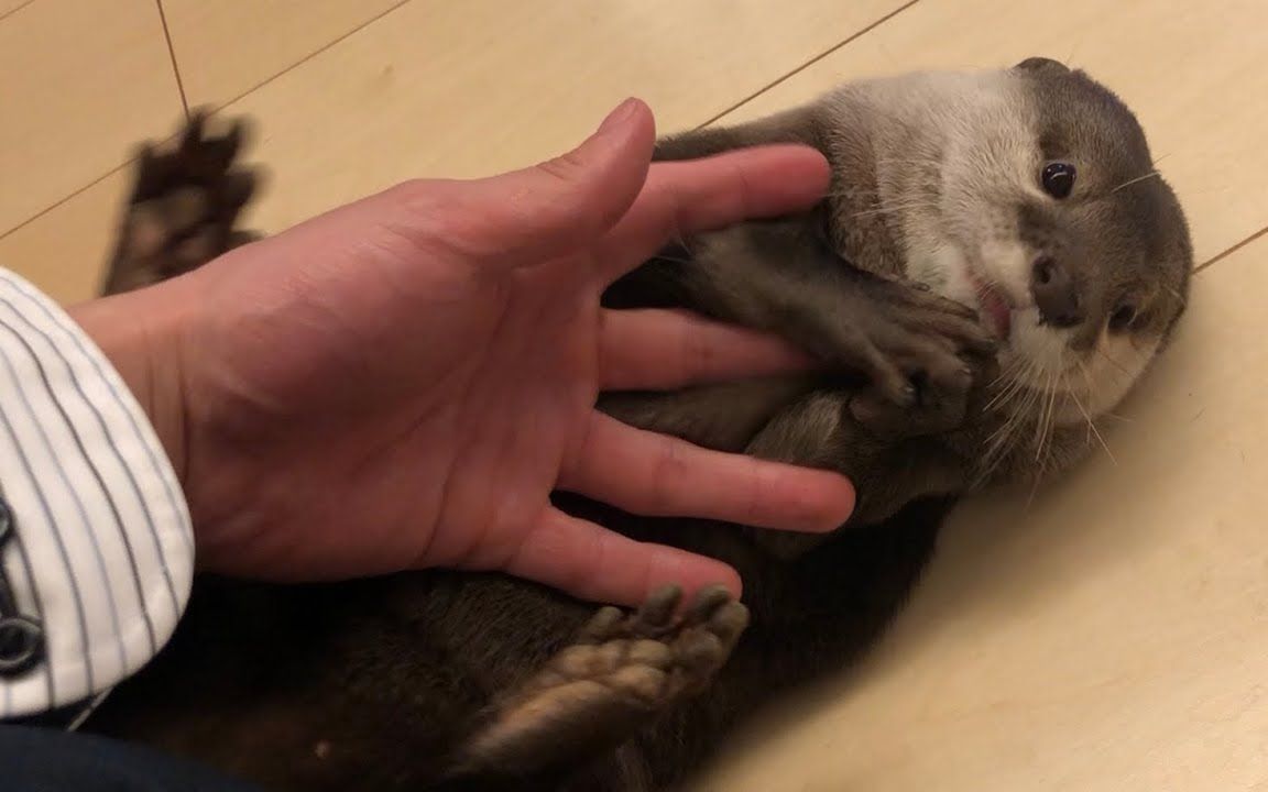 【水獭】加藤獭之手——单手就能逗弄獭獭撒娇不止