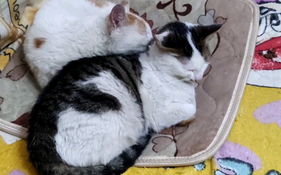 活动作品和猫姐姐的温馨日常