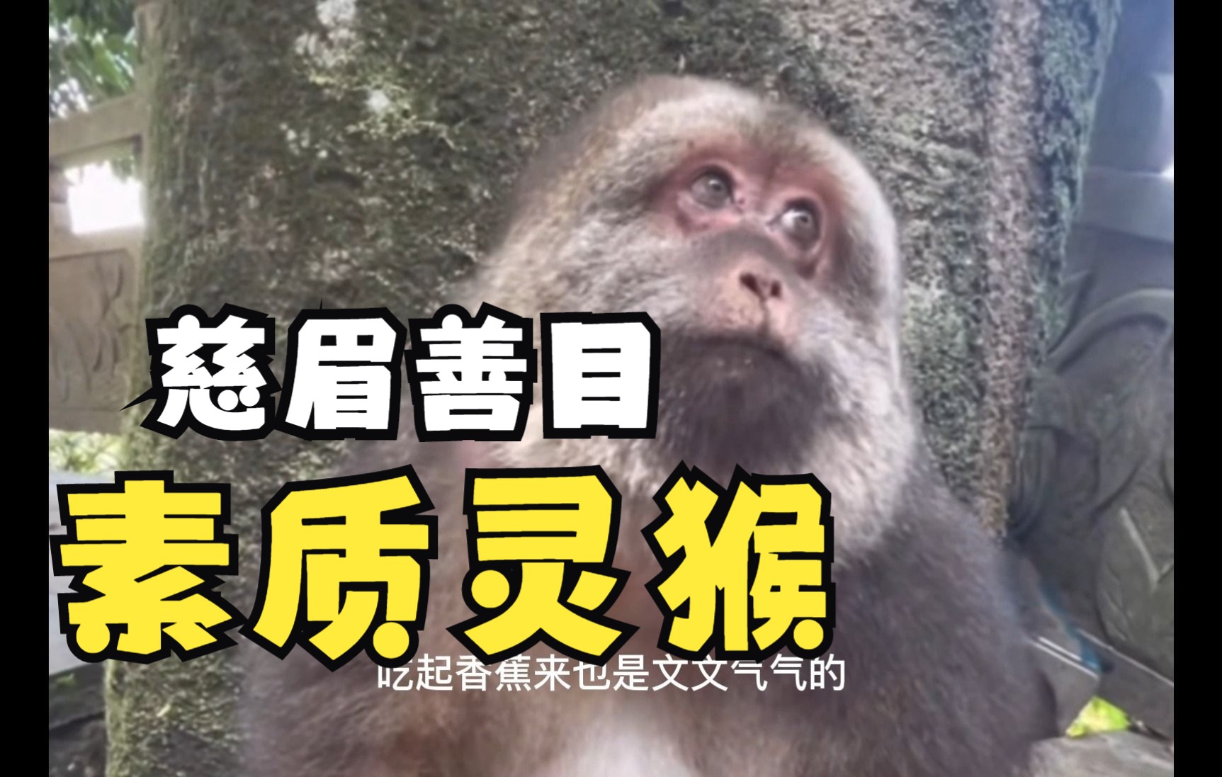 峨眉山猴子涉“过失伤人被刑拘”并实行“人猴分离”？景区回应-千里眼视频-搜狐视频