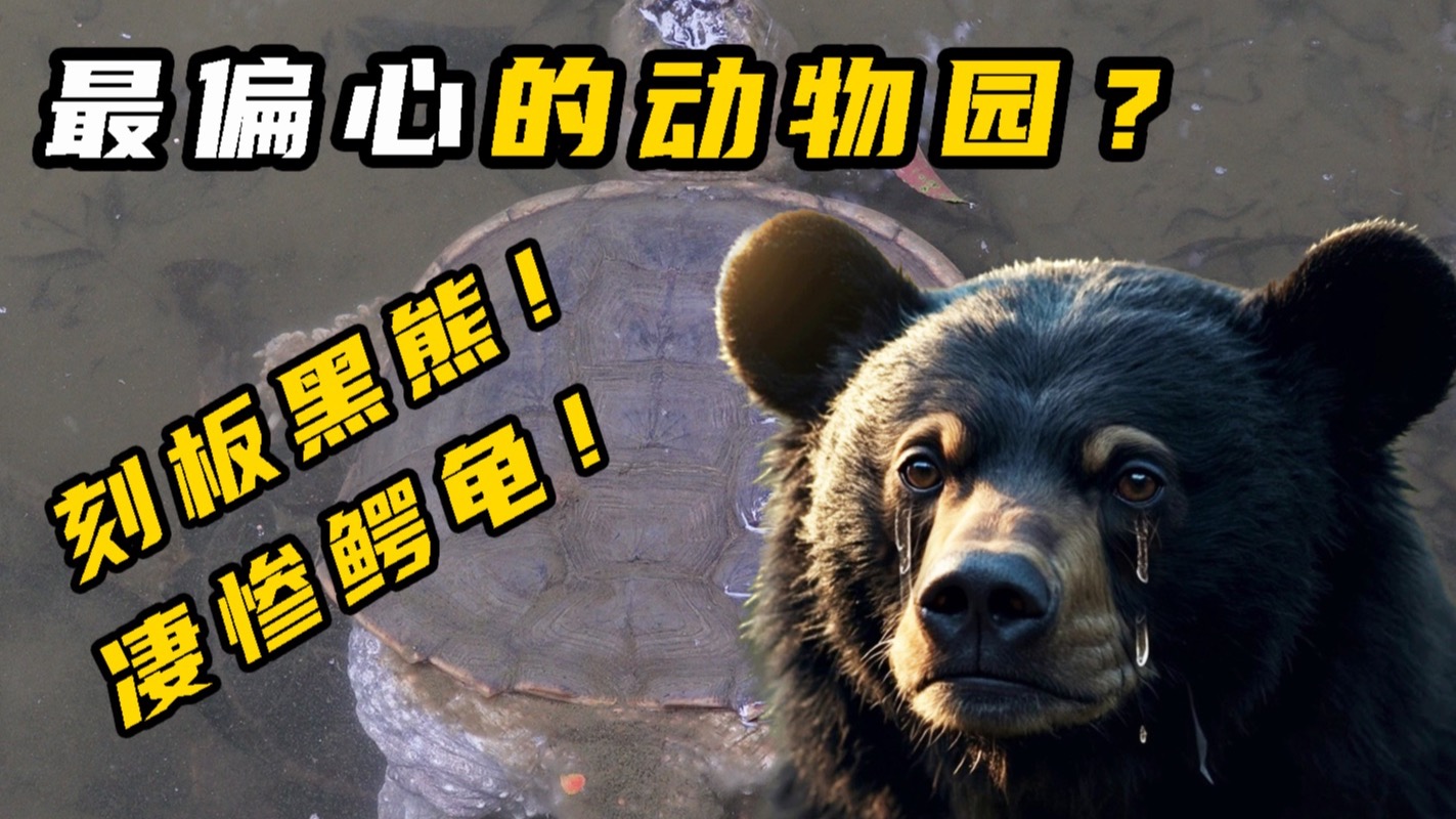 什么是动物刻板？最偏心的动物园？重庆动物园探馆！