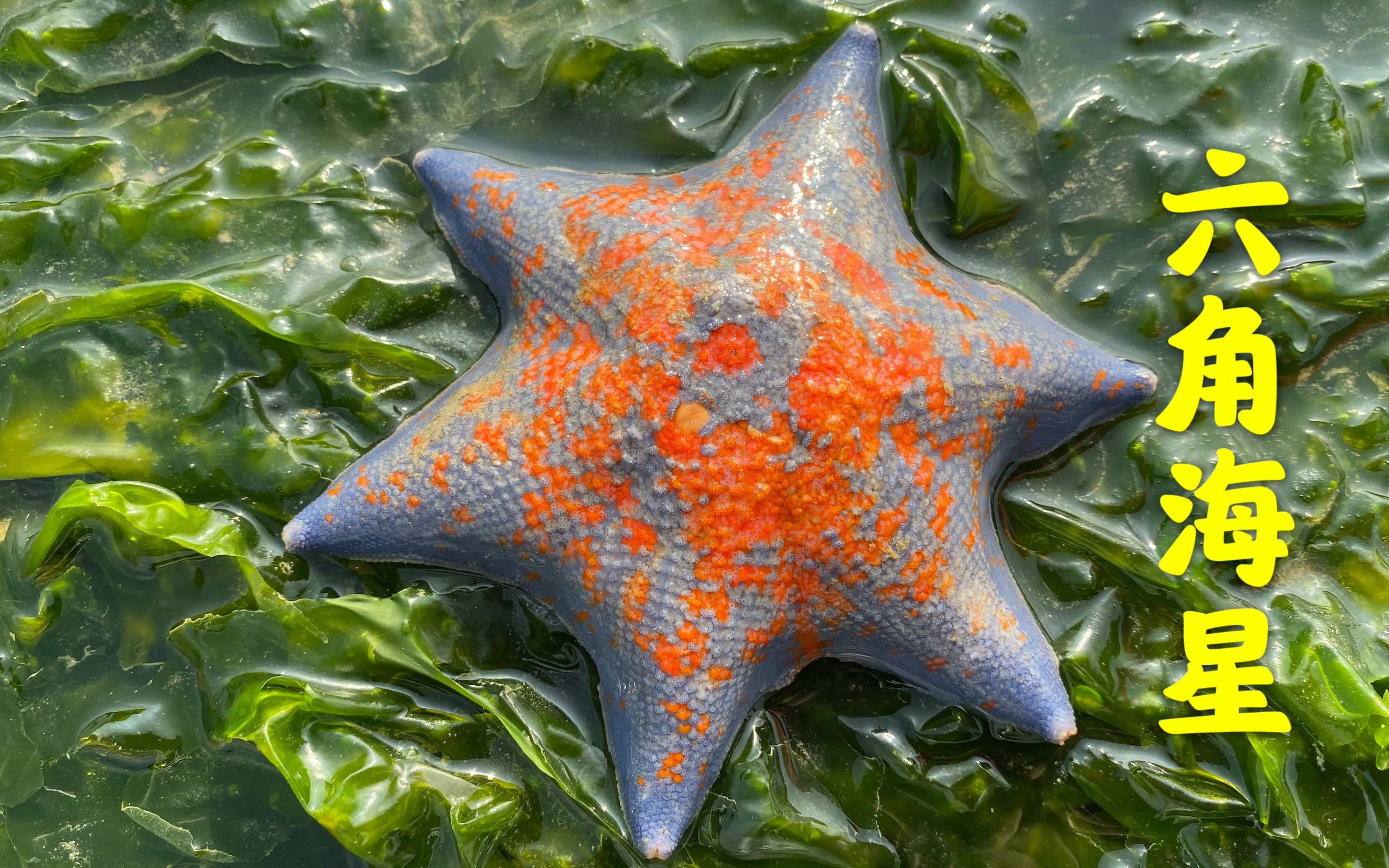 秋雨后猫眼螺和迷你抓不过来!大洋还发现六只角海星,太哇塞了