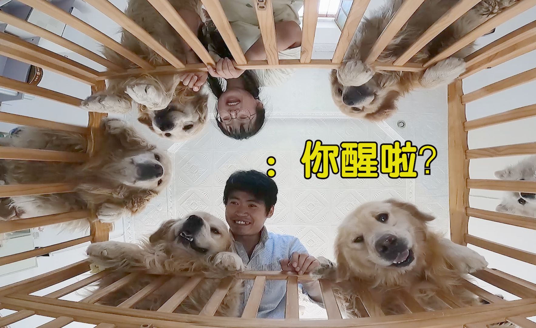 养狗与养娃：如何让6只大金毛变成最佳保姆？