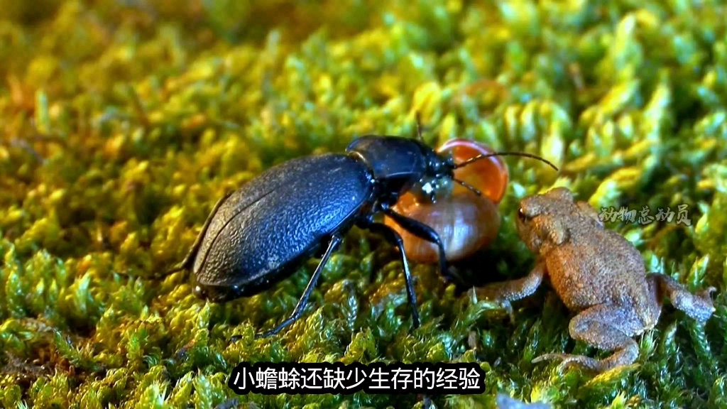 凶狠步甲活吃蜗牛,好奇蟾蜍跑来围观