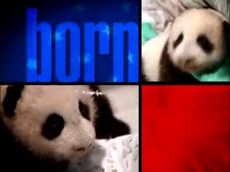 [图]【熊猫】A PANDA IS BORN 泰山诞生记（上）