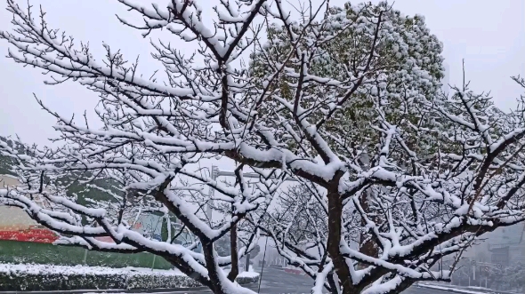 下雪啦,南京国际友谊公园雪景随拍