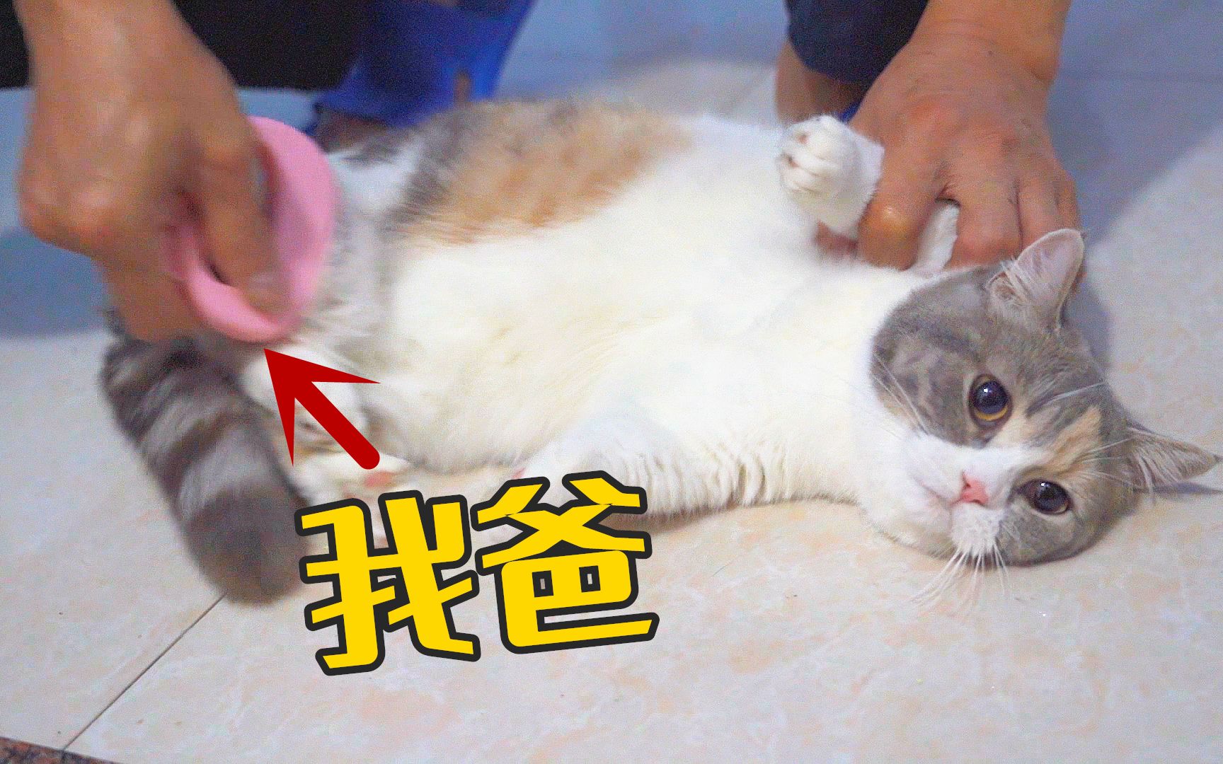 自从带猫回家后,我爸天天追着猫玩,快把猫逼疯了!-萌猫宝哥哥-萌猫宝哥哥-哔哩哔哩视频