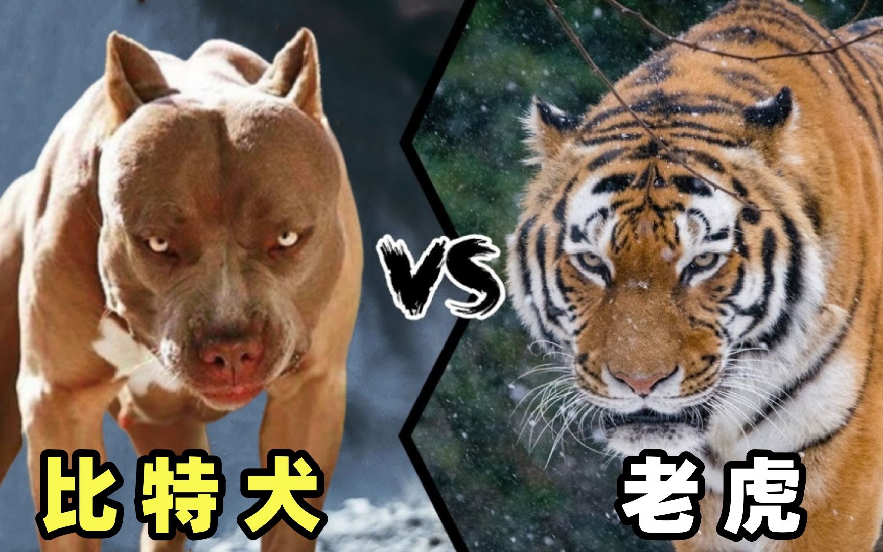 比特犬vs老虎,当犬科战神遇上猫科二弟,谁会笑到最后呢?