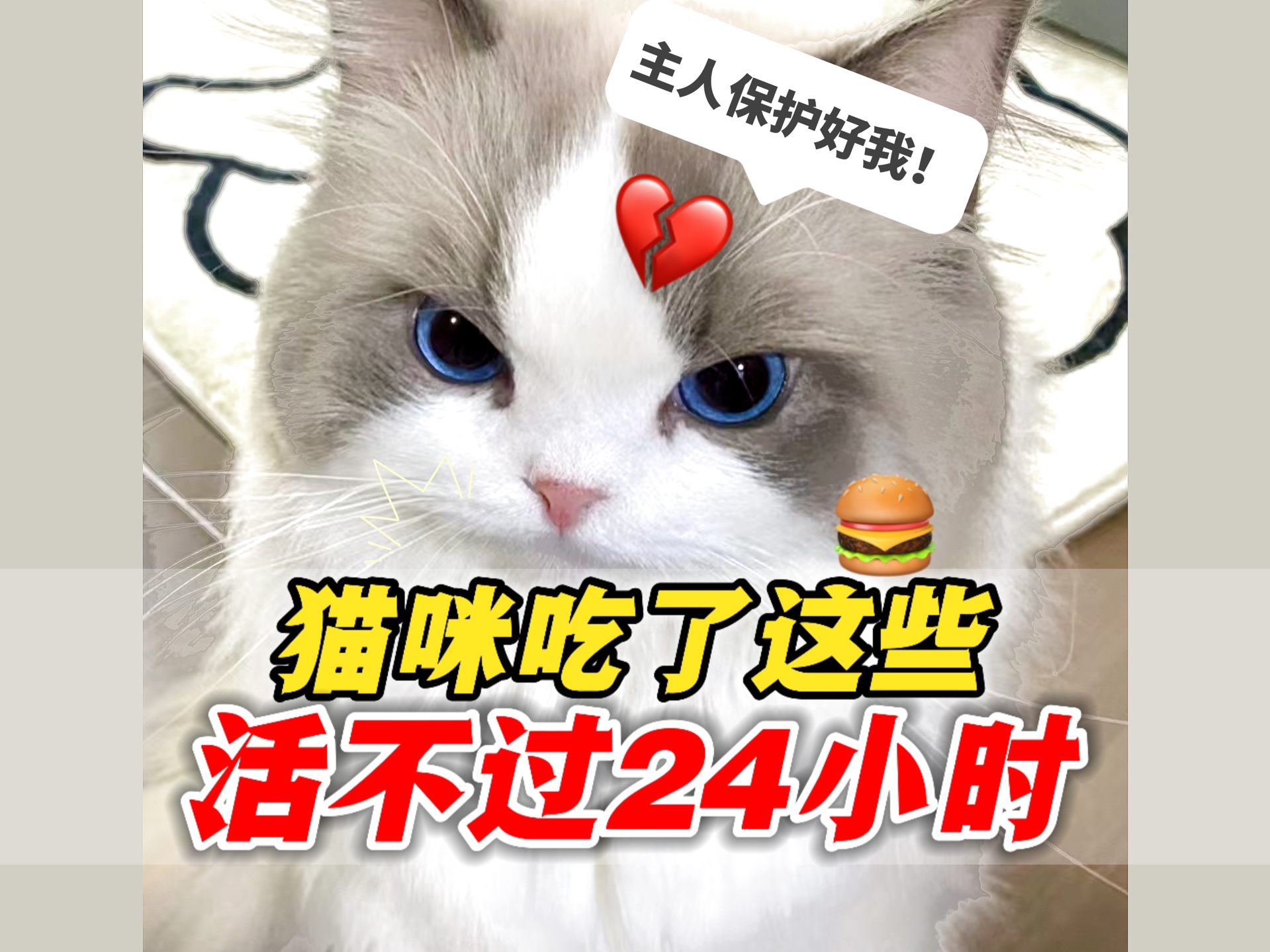 坚决不能给猫吃的东西,吃完活不过24小时!哔哩哔哩bilibili