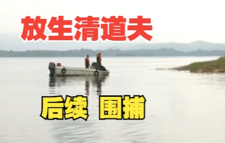 广西百色澄碧湖放生清道夫后续，放生人员认知到错误，和相关部门下诱捕网抓捕清道夫