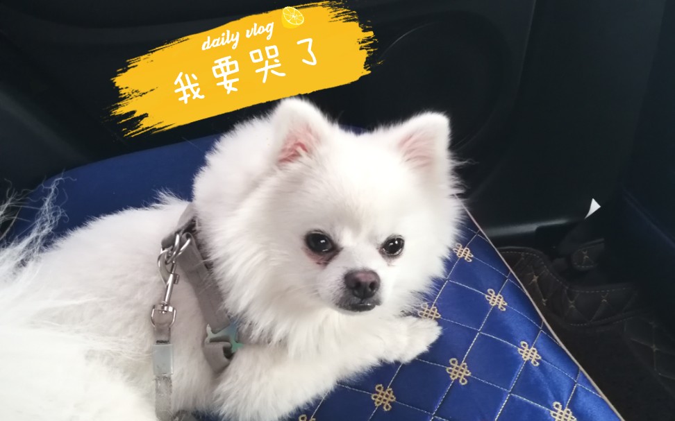 博美为什么我的眼里常含泪水